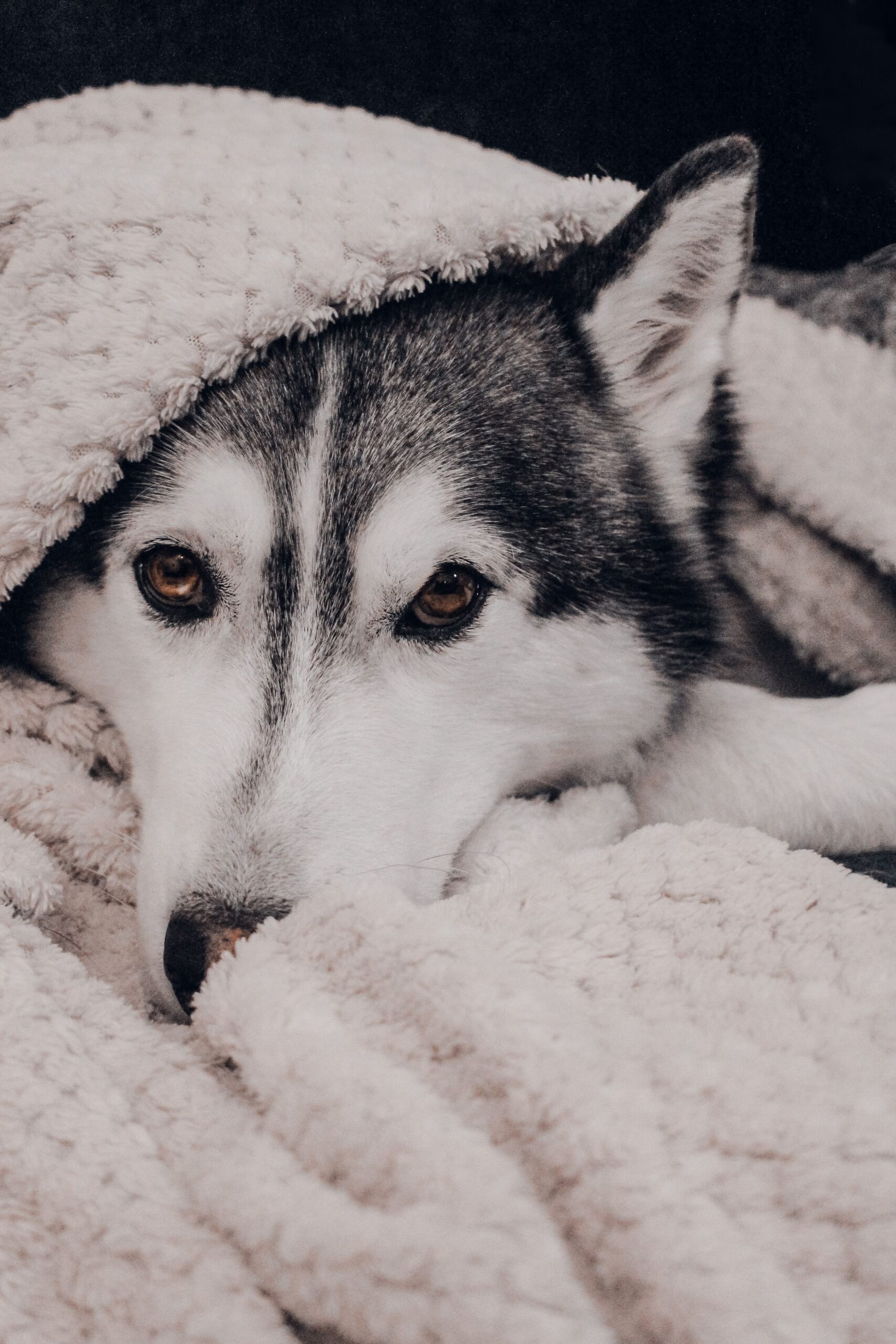 Pexels alinluna 15576306